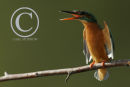 Kingfisher displaying threat posture.